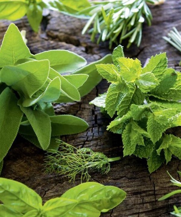 Hierbas medicinales frescas sobre madera