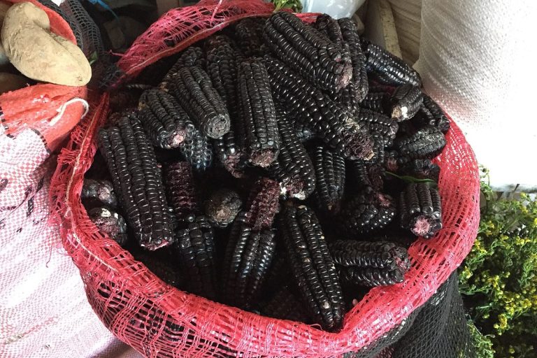 Mazorcas de maíz morado en un costal